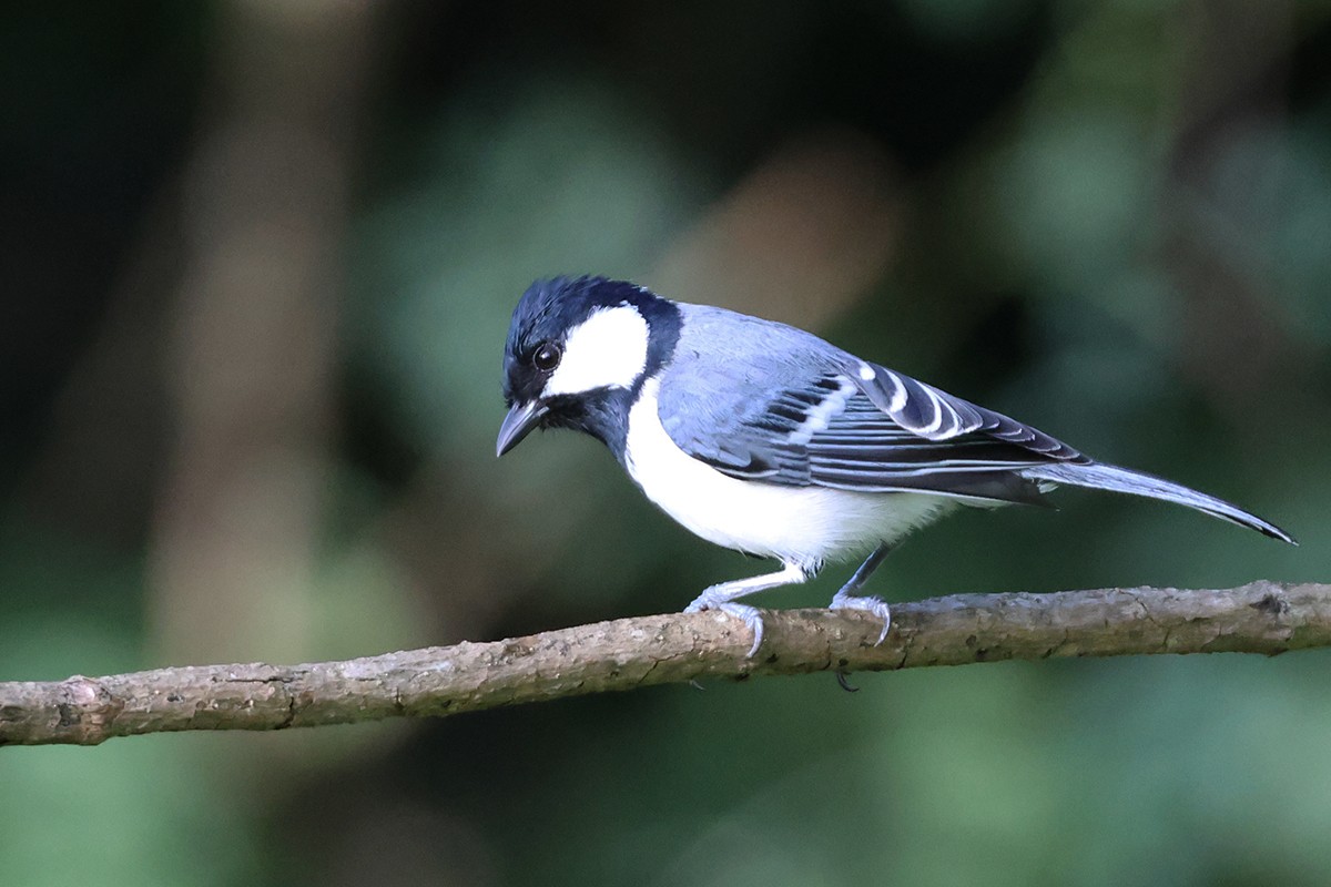 Asian Tit (Cinereous) - ML646119134