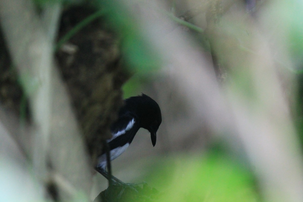 Oriental Magpie-Robin - ML646119140