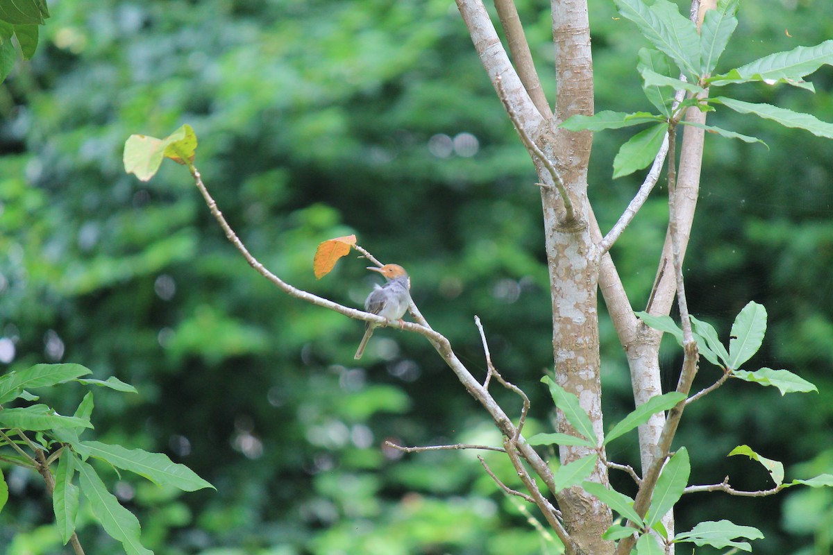Ashy Tailorbird - ML646119142