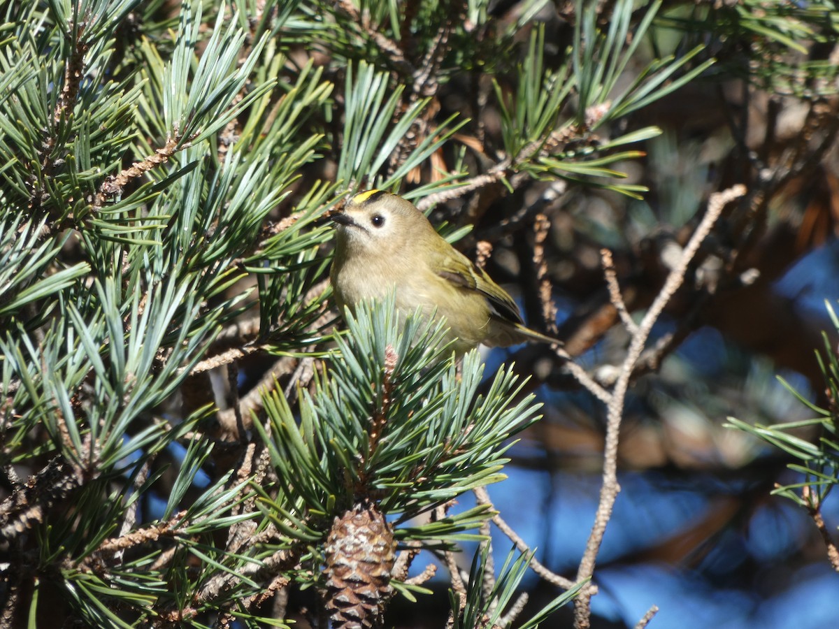 Шар мэлзэн задуулай - ML646119143