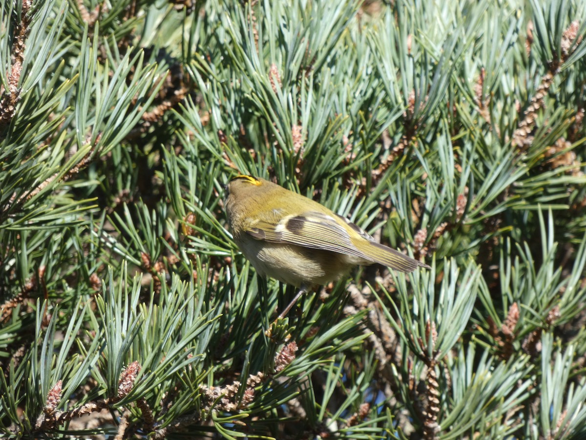 Шар мэлзэн задуулай - ML646119144