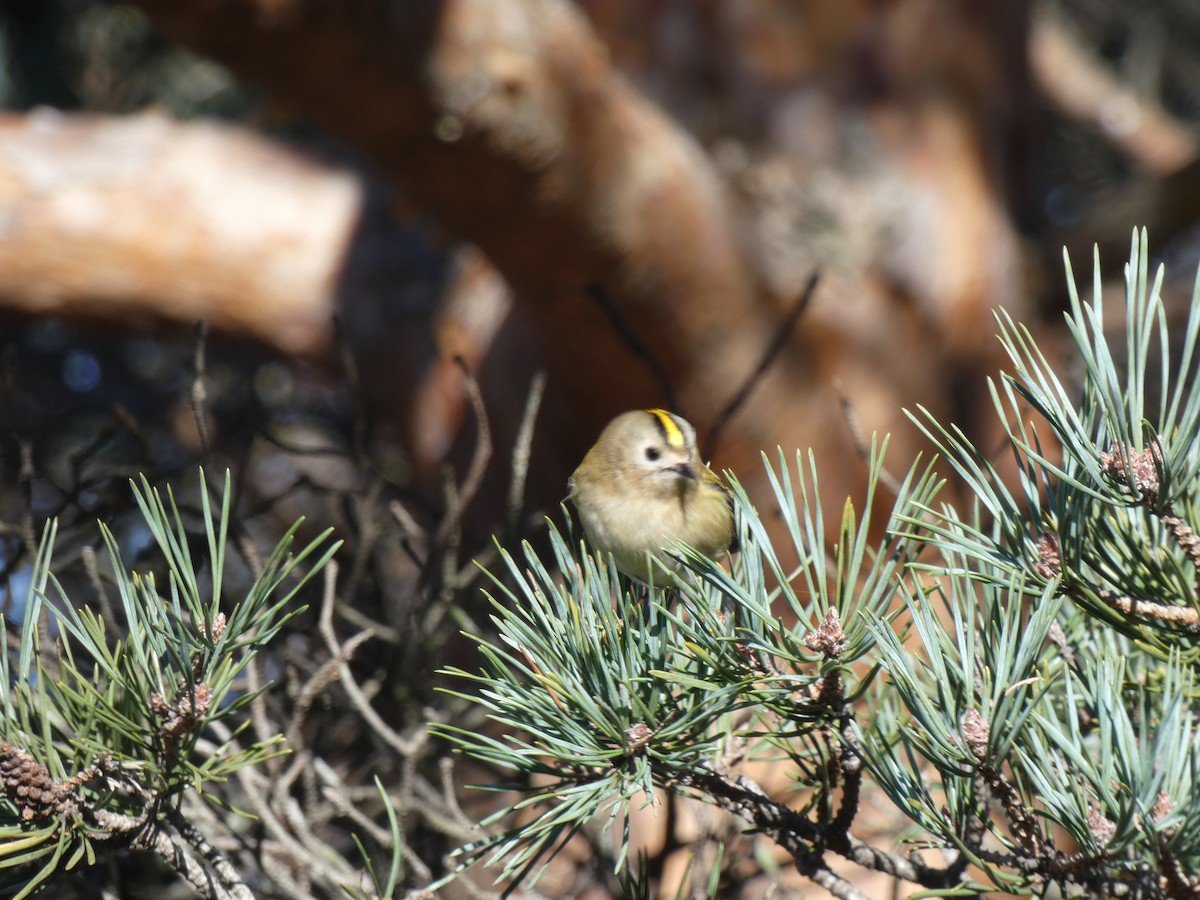 Шар мэлзэн задуулай - ML646119145