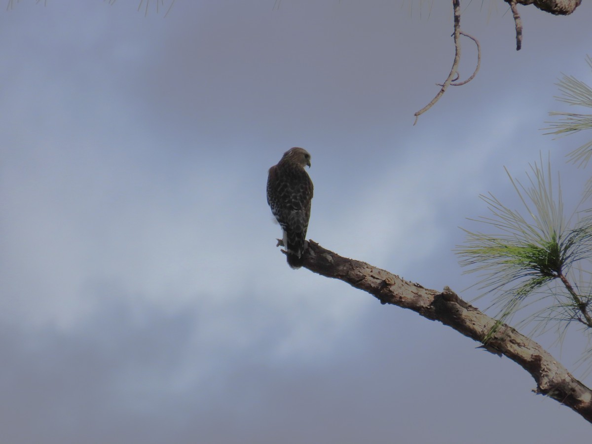 Red-shouldered Hawk - ML646119147