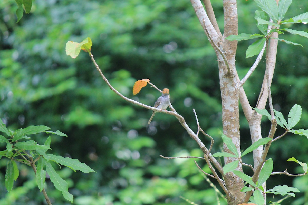 Ashy Tailorbird - ML646119148