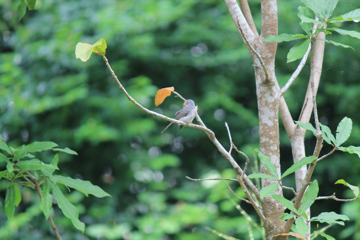 Ashy Tailorbird - ML646119149