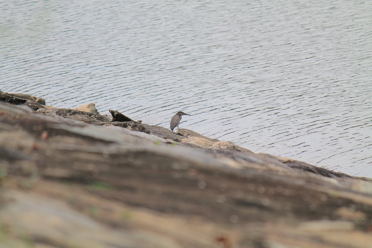 Little Heron - ML646119152