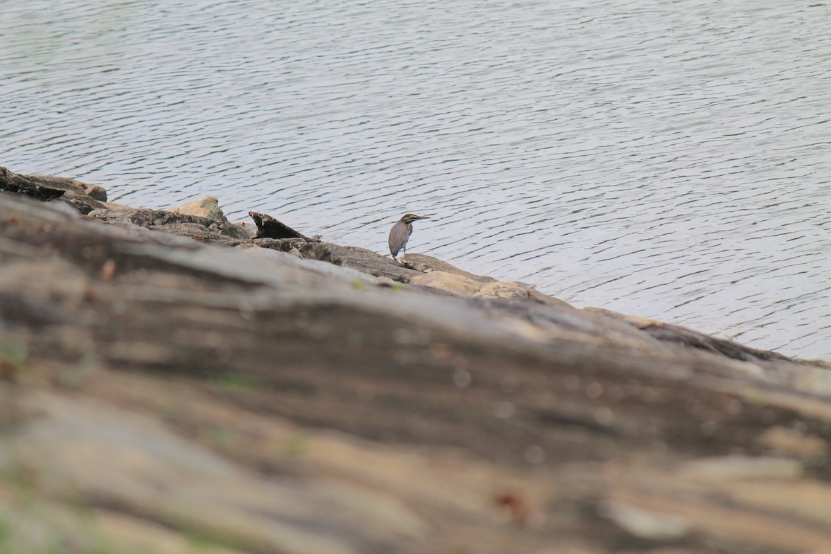 Little Heron - ML646119153