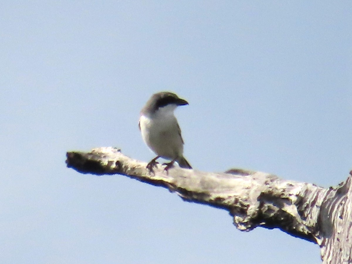 Loggerhead Shrike - ML646119156