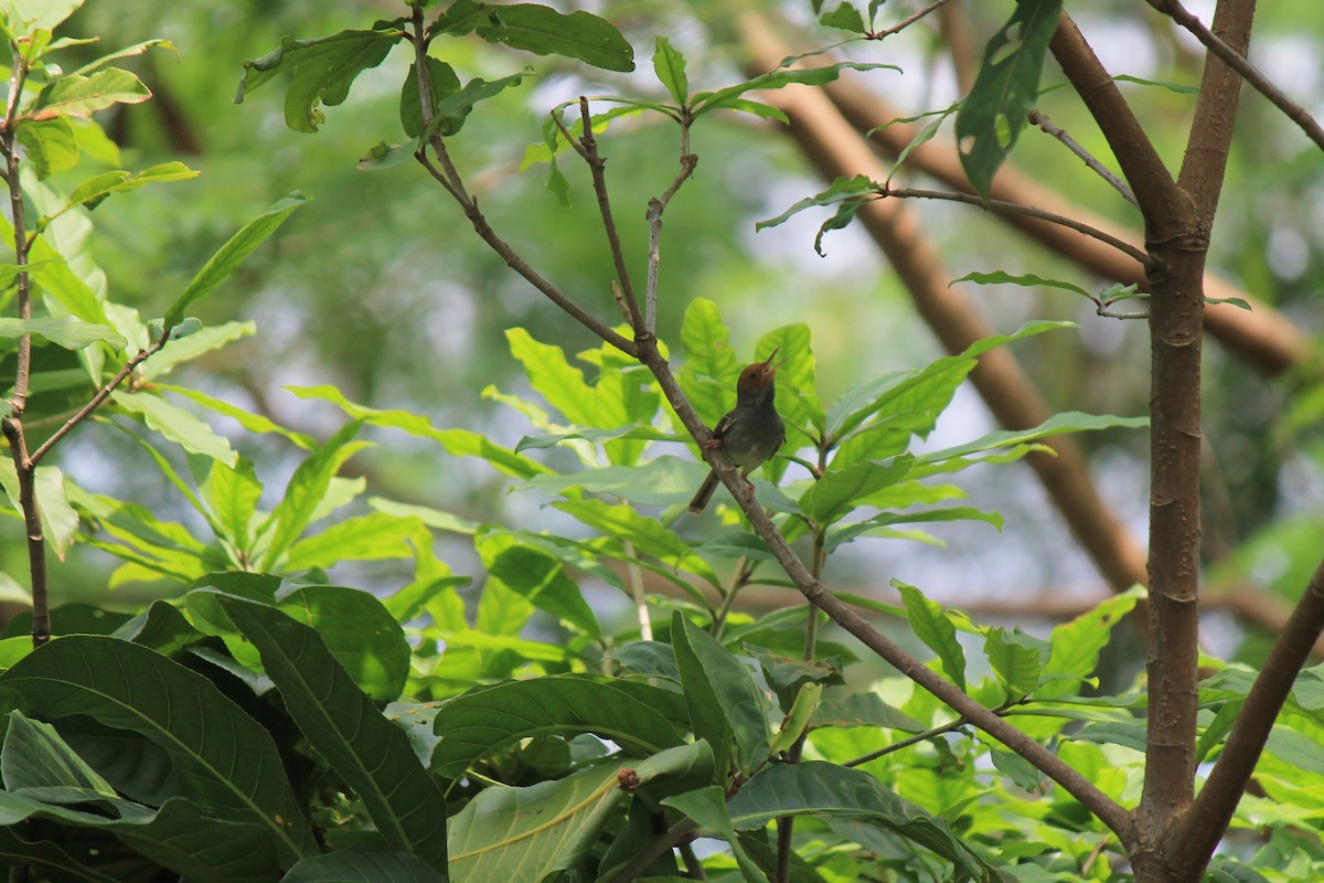 Ashy Tailorbird - ML646119157
