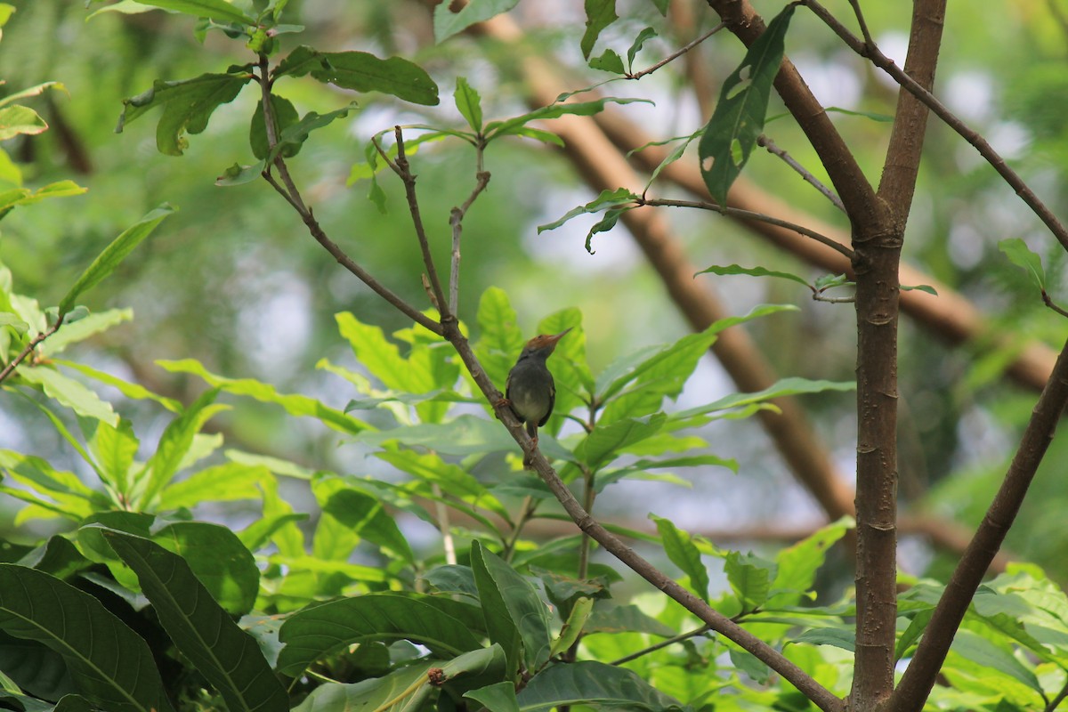 Ashy Tailorbird - ML646119158