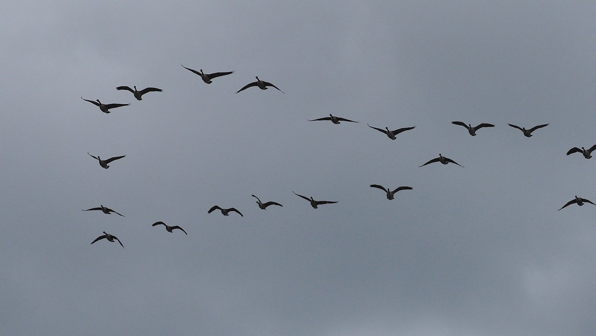 Oca canadese maggiore - ML646119163