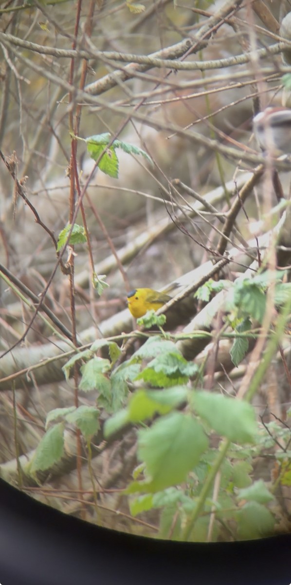 Takkeli Ötleğen - ML646119164