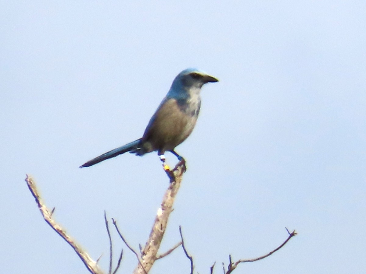 Florida Scrub-Jay - ML646119165