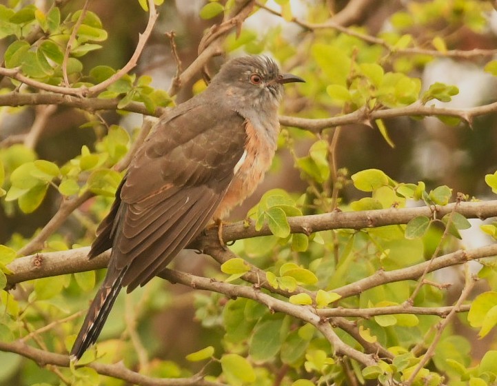 Plaintive Cuckoo - ML646119167