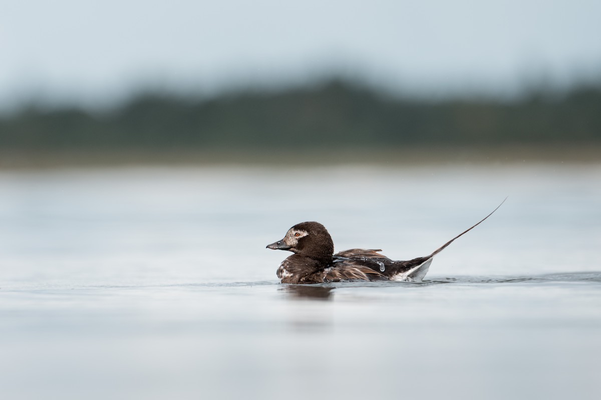 Long-tailed Duck - ML646119170