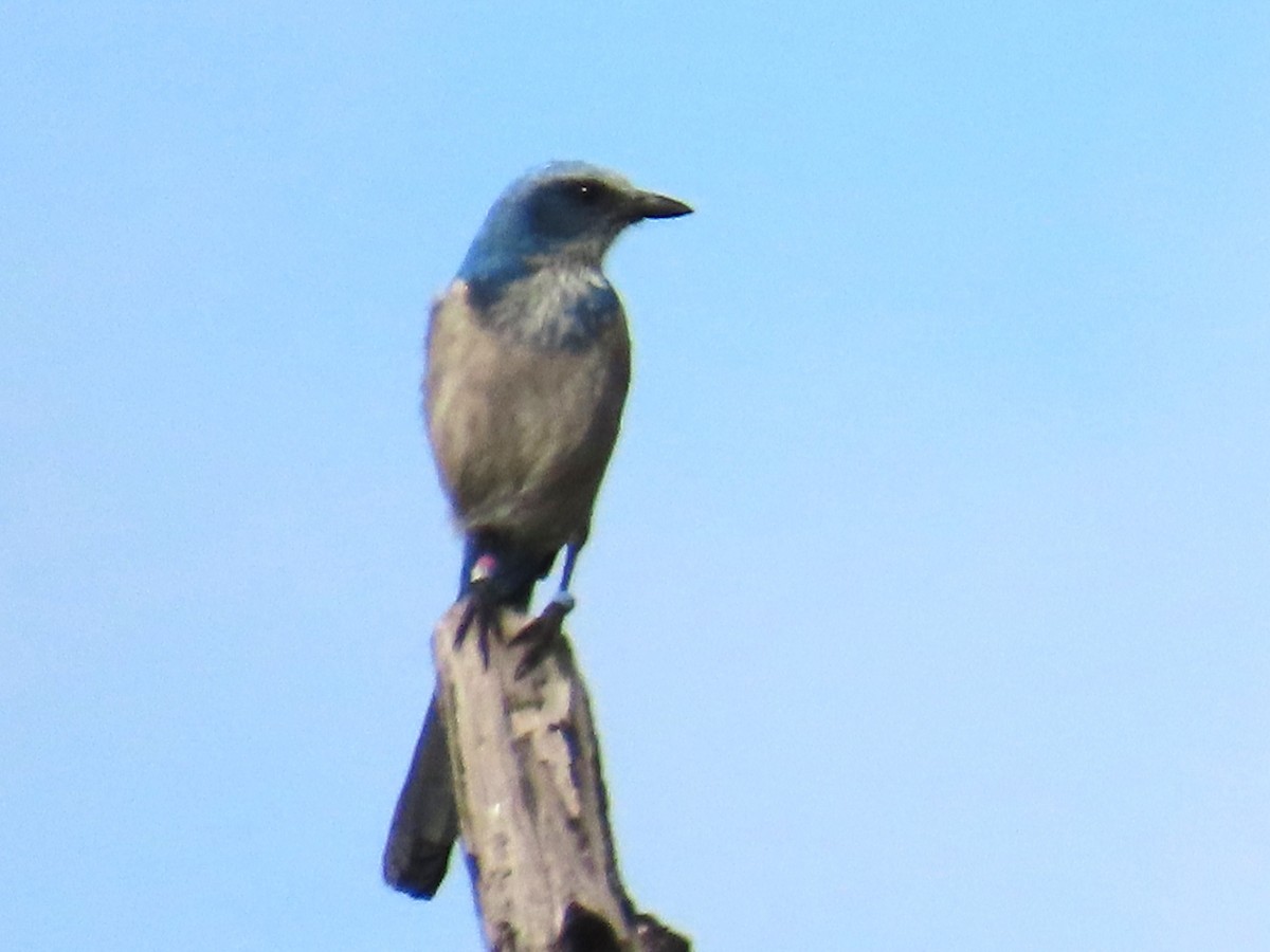 Florida Scrub-Jay - ML646119173