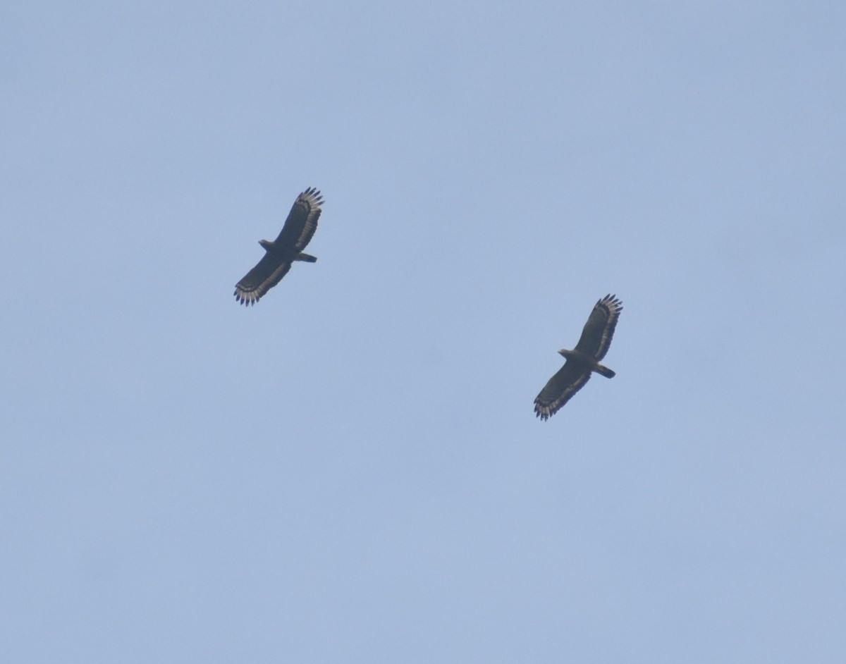 Culebrera Chiíla - ML646119174