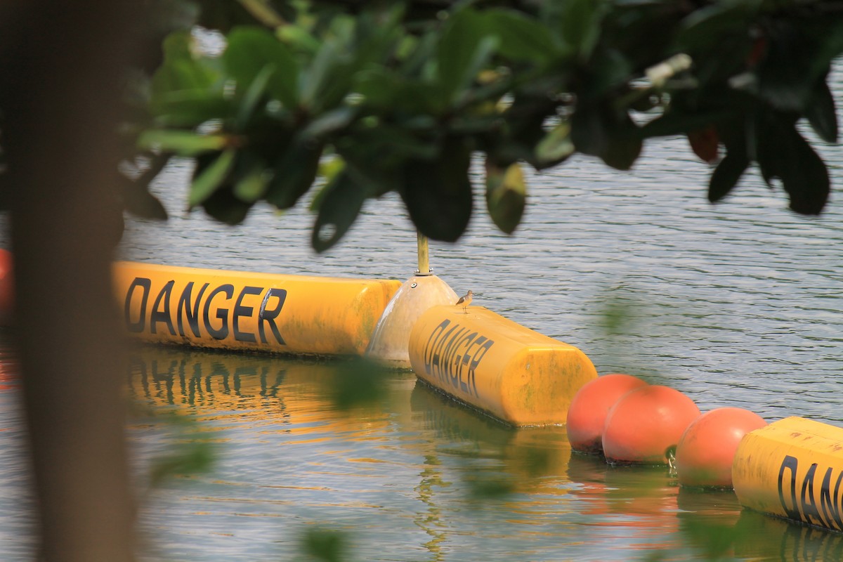 Common Sandpiper - ML646119180