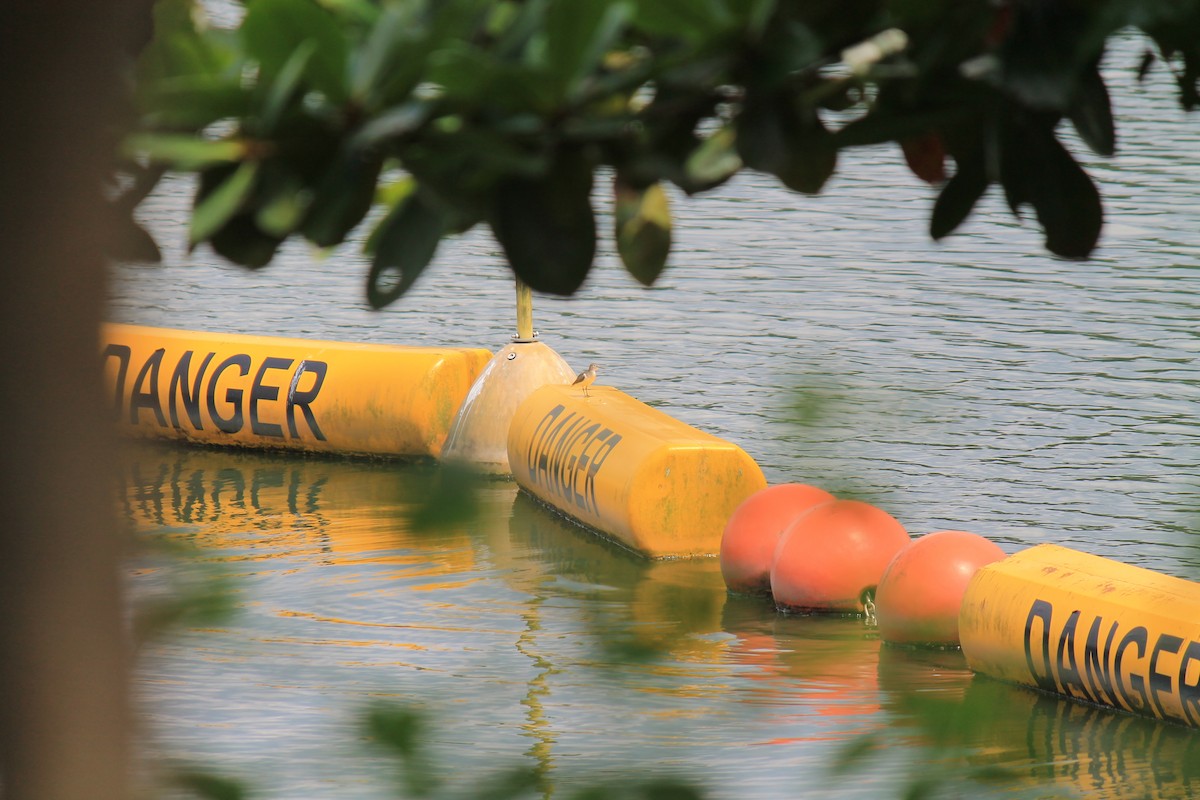 Common Sandpiper - ML646119196