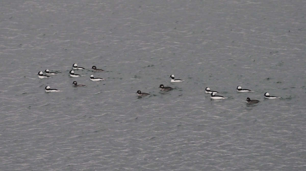 Bufflehead - ML646119197