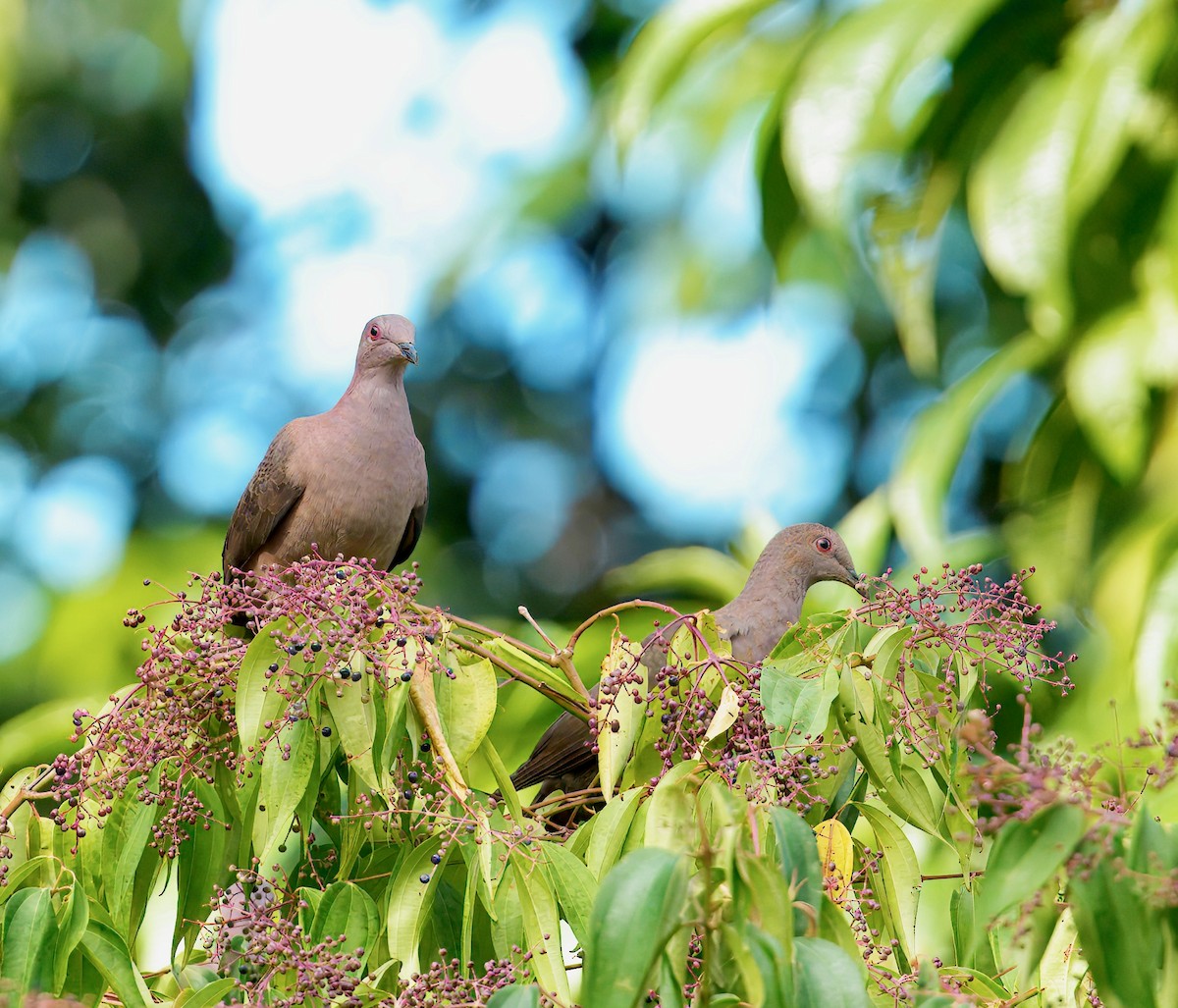 コバシバト - ML646119199