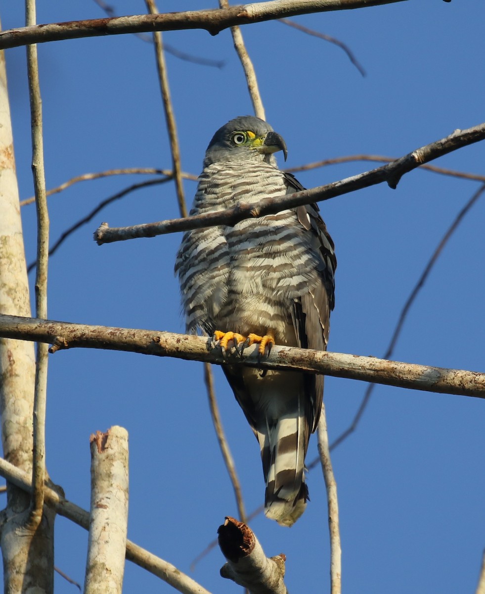 hákozobec neotropický - ML646119205