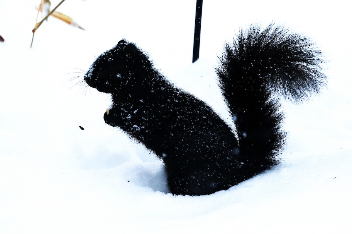 動物界 - ML646119212