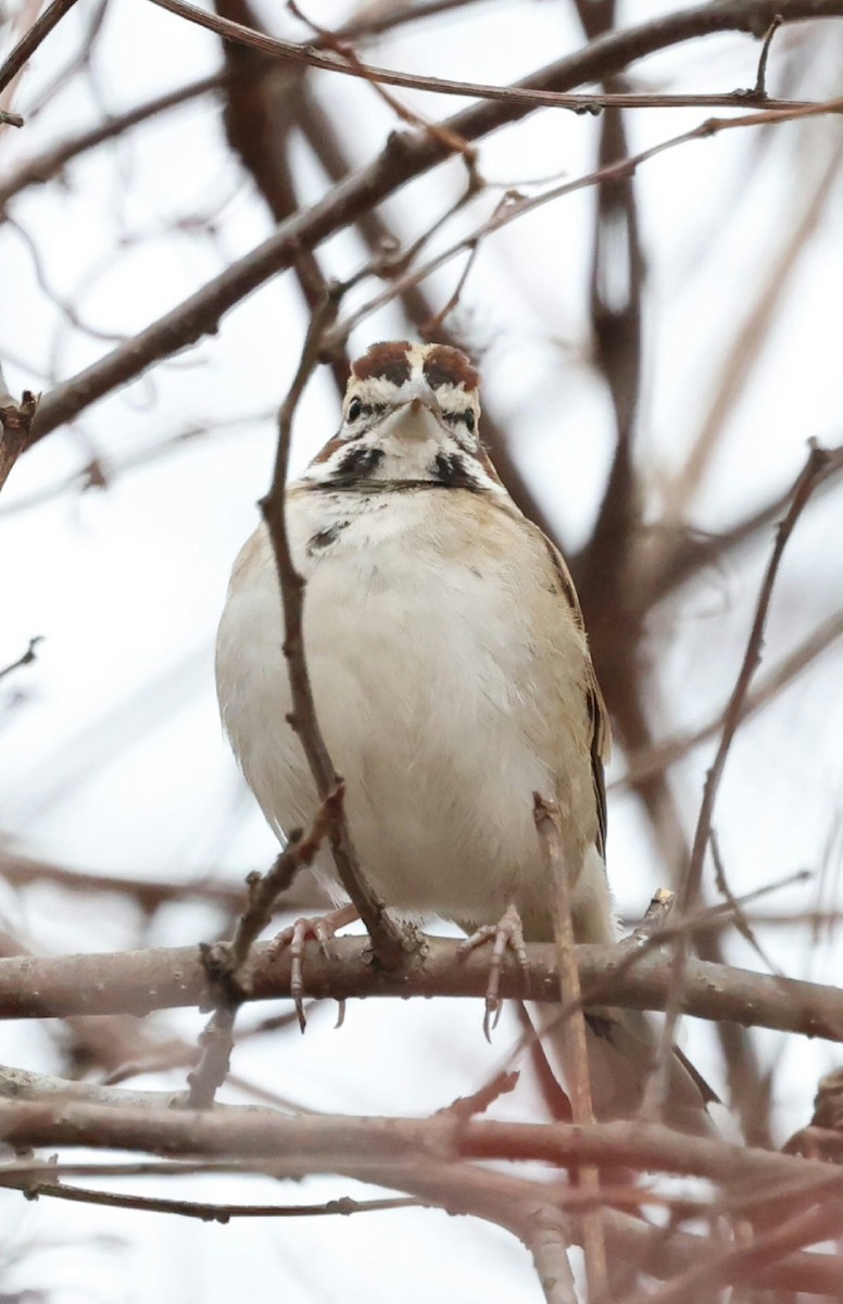Lark Sparrow - ML646119218