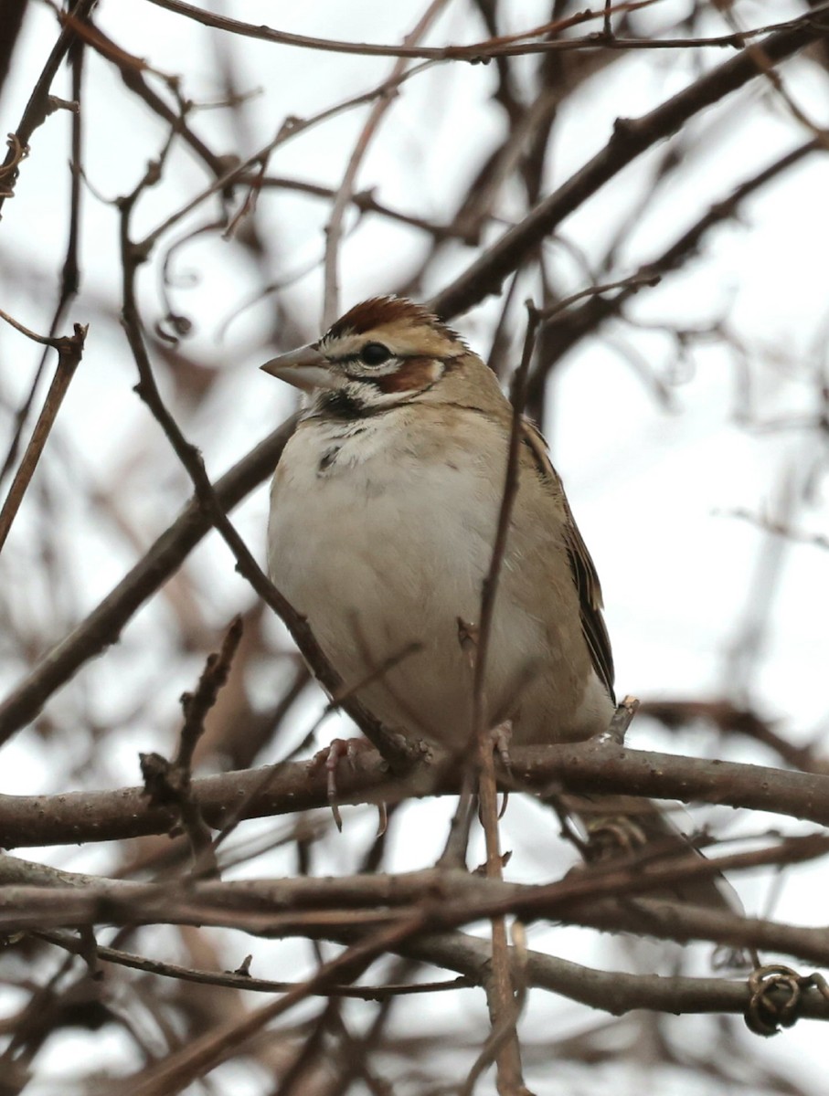 Lark Sparrow - ML646119219