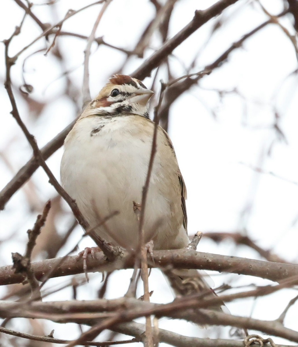 Lark Sparrow - ML646119220