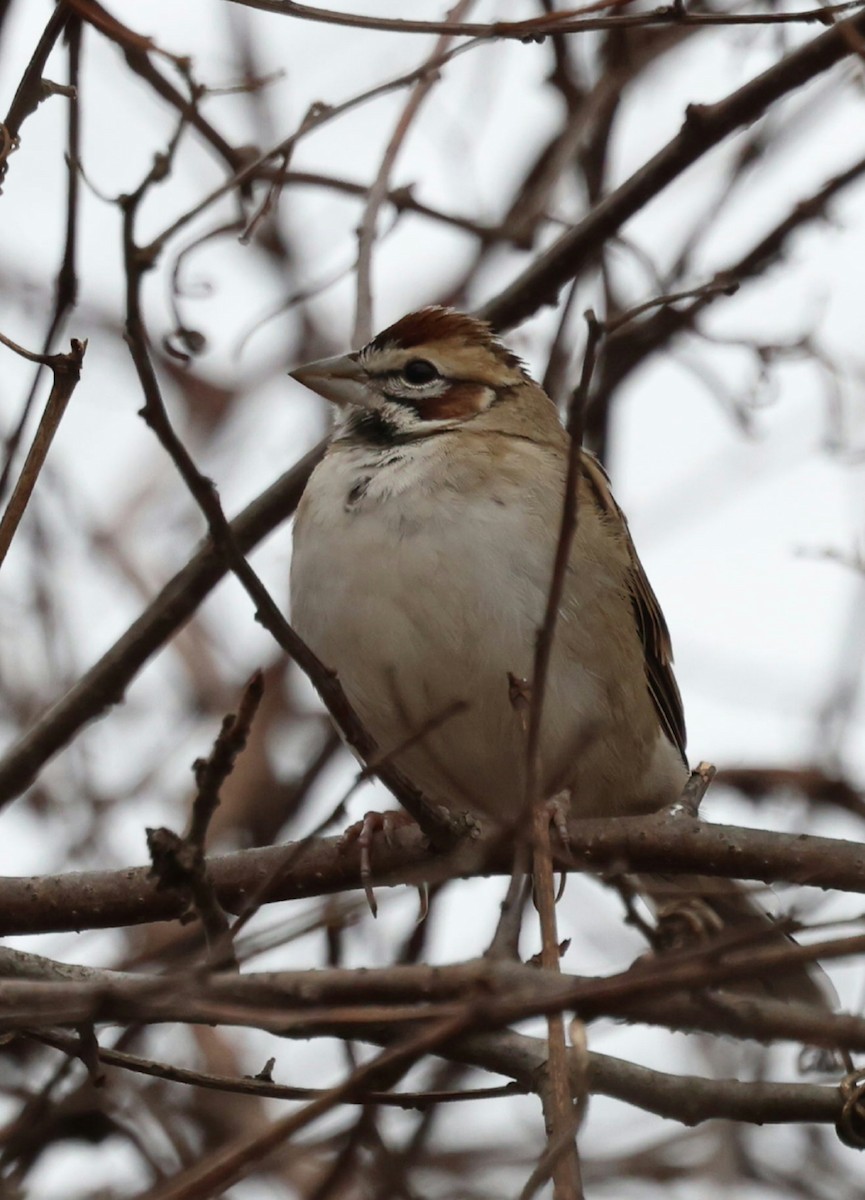 Lark Sparrow - ML646119221