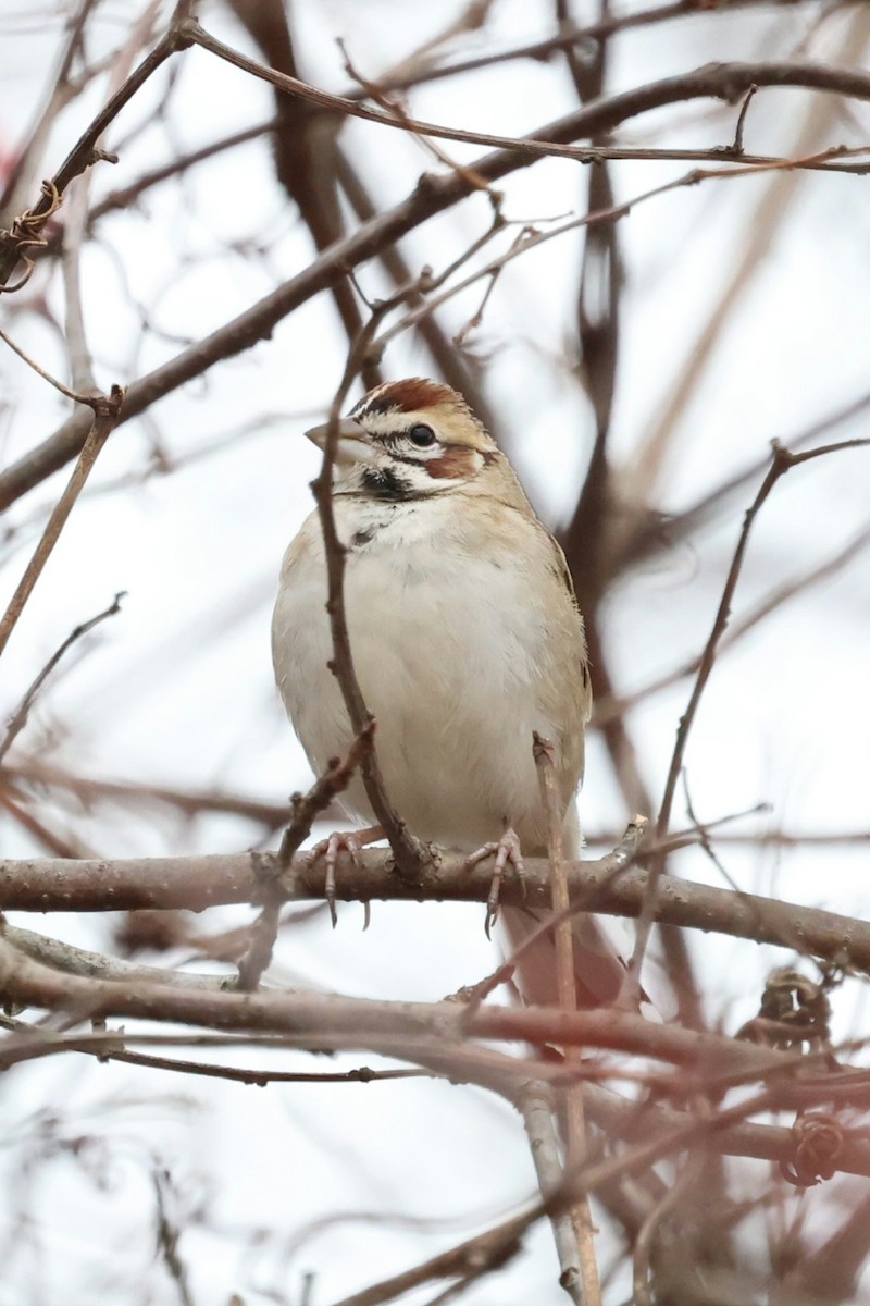 Lark Sparrow - ML646119222