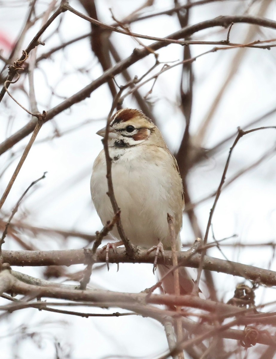 Lark Sparrow - ML646119223