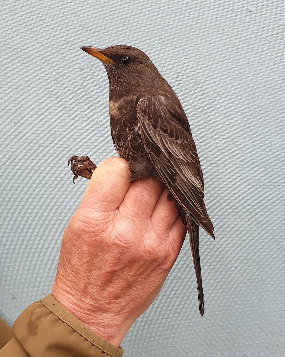 Ring Ouzel - ML646119224