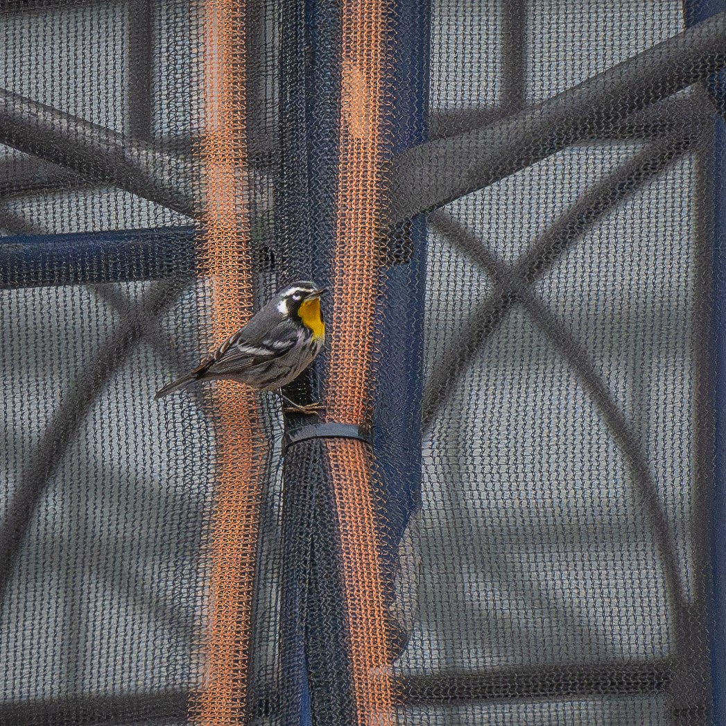 Yellow-throated Warbler - ML646119226