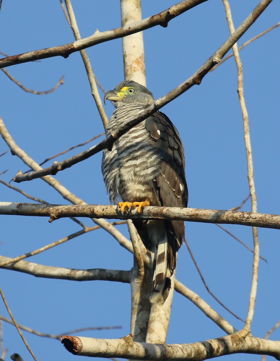 hákozobec neotropický - ML646119227