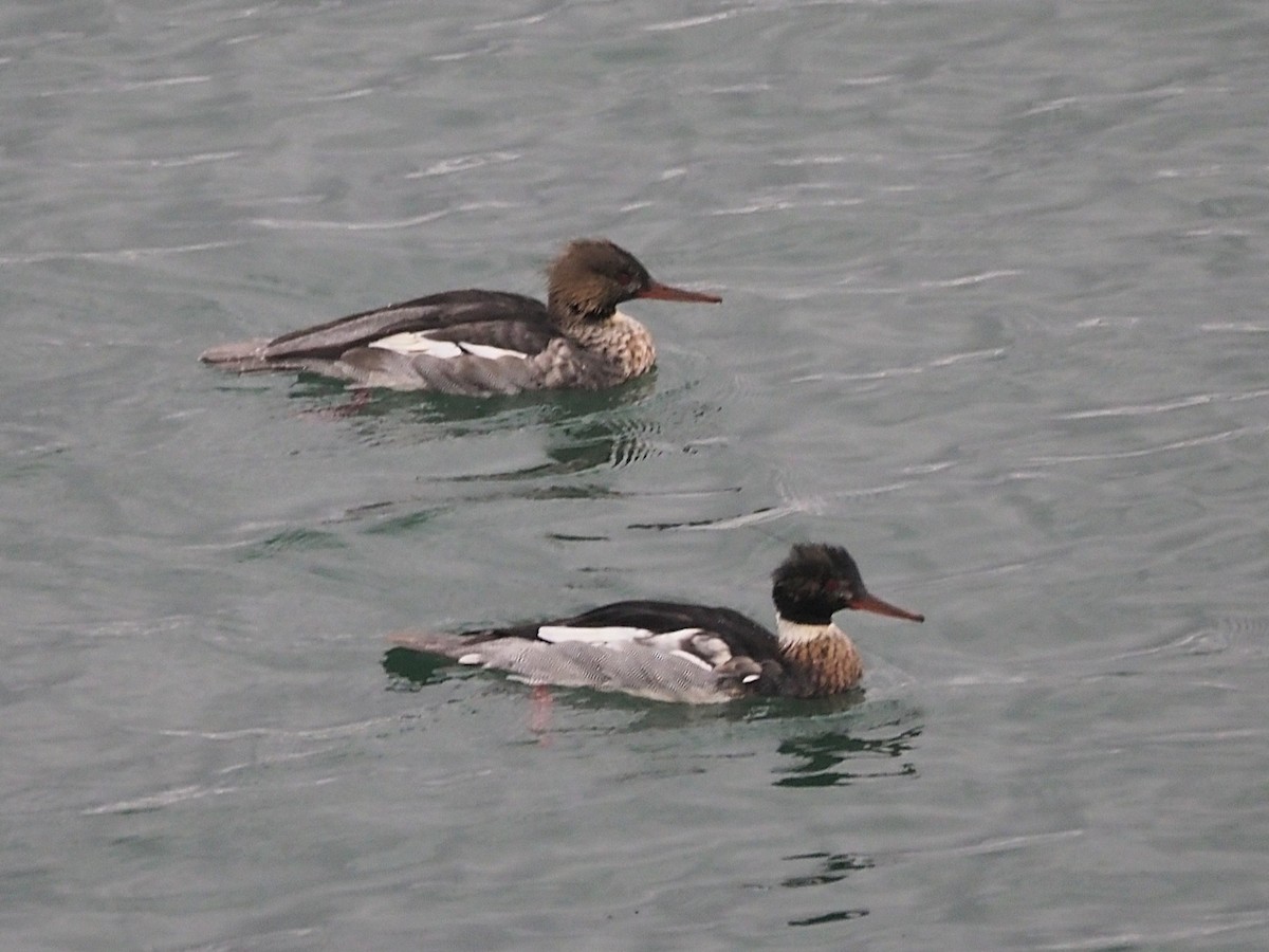 Smergo minore - ML646119233