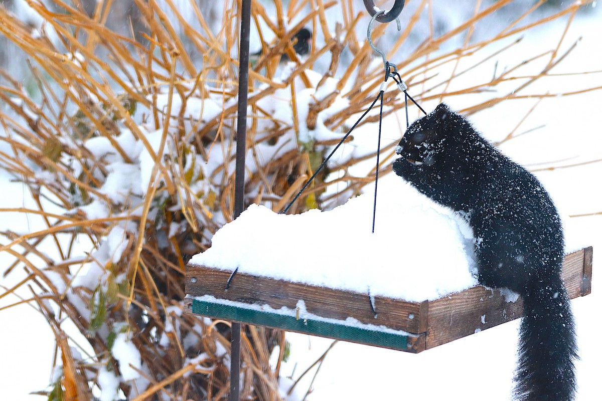 動物界 - ML646119234