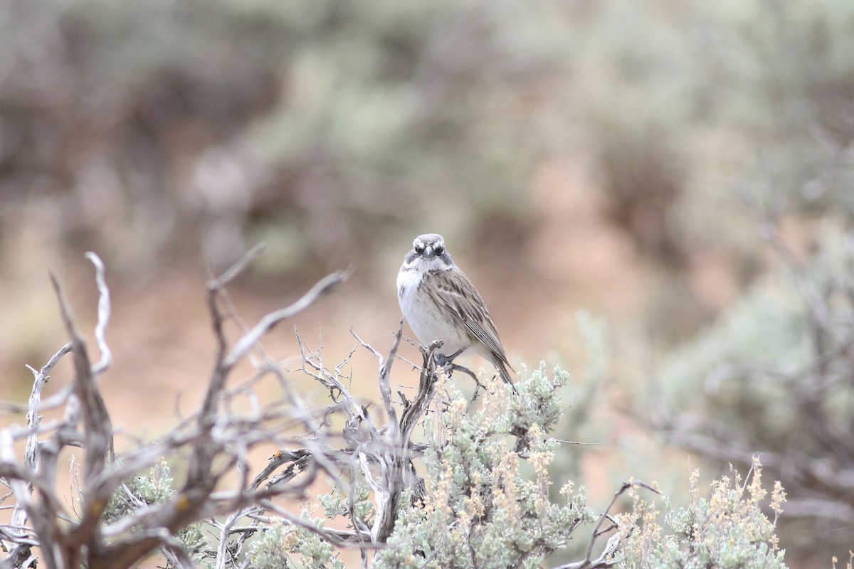 Sagebrush Sparrow - ML646119238