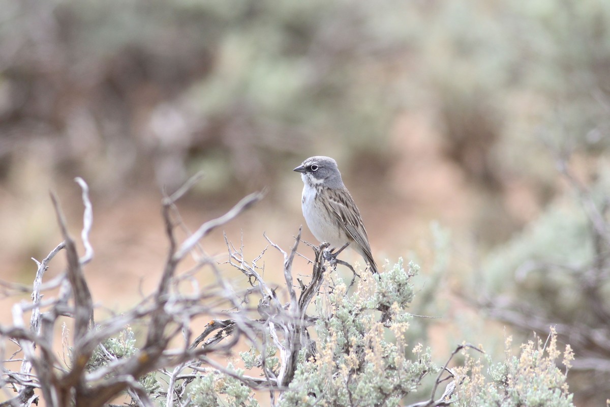 Sagebrush Sparrow - ML646119240