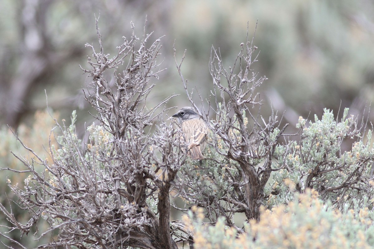 Sagebrush Sparrow - ML646119241