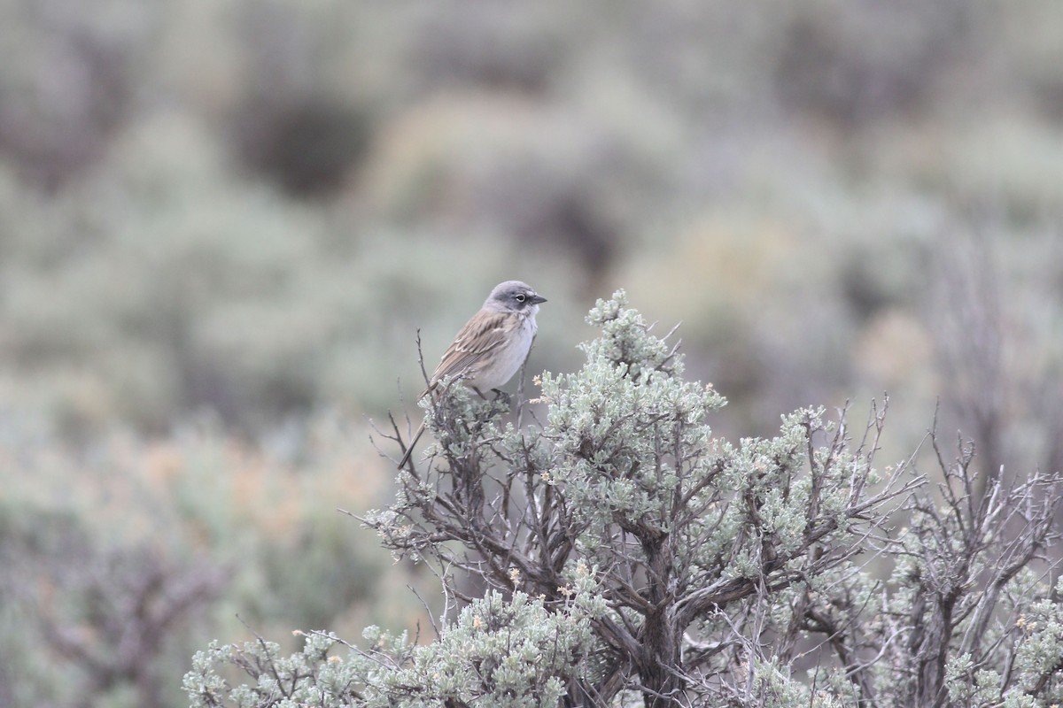 Sagebrush Sparrow - ML646119242