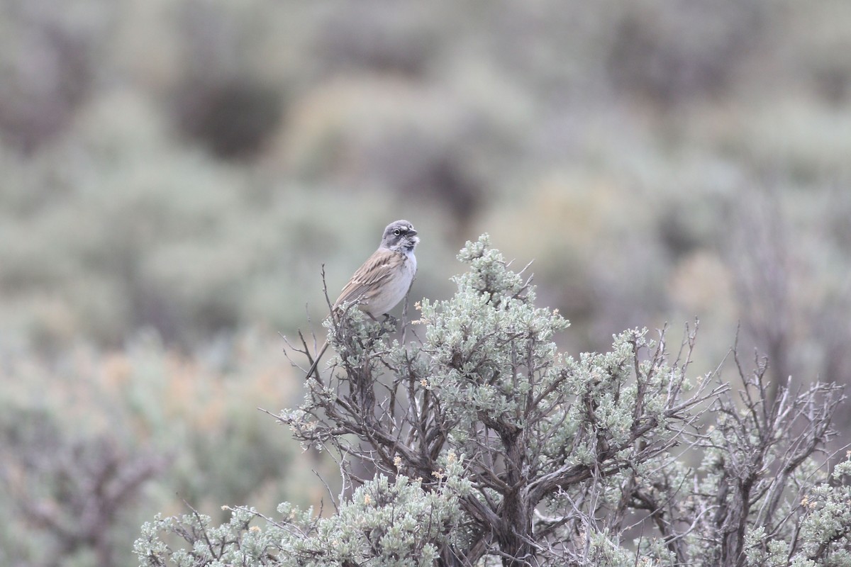 Sagebrush Sparrow - ML646119243