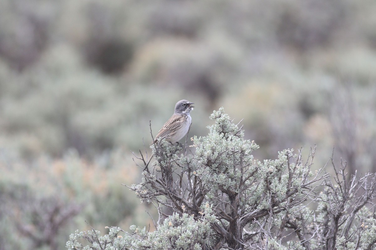 Sagebrush Sparrow - ML646119244