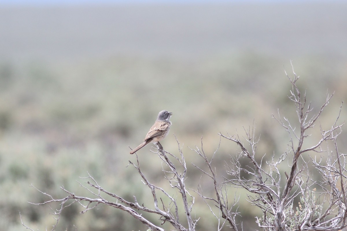Sagebrush Sparrow - ML646119245