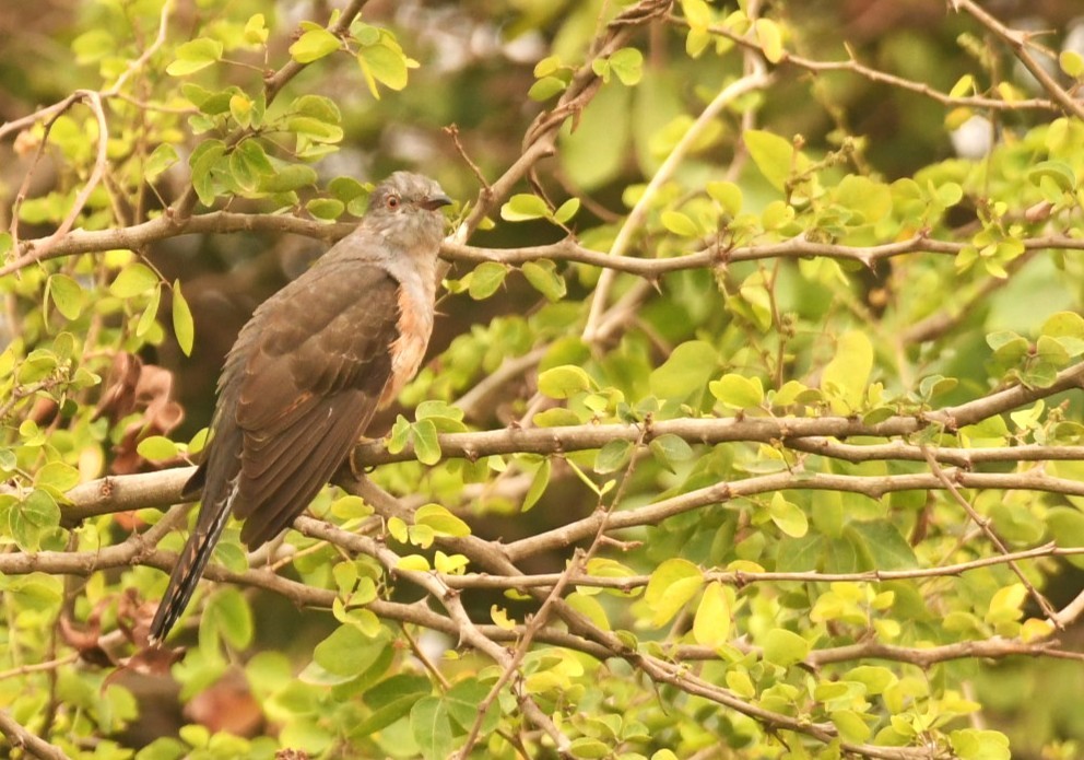 Plaintive Cuckoo - ML646119246
