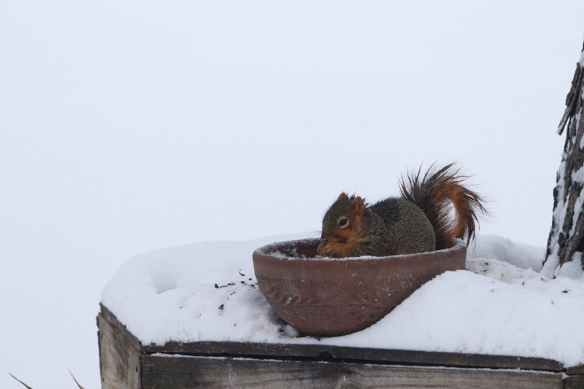 動物界 - ML646119248