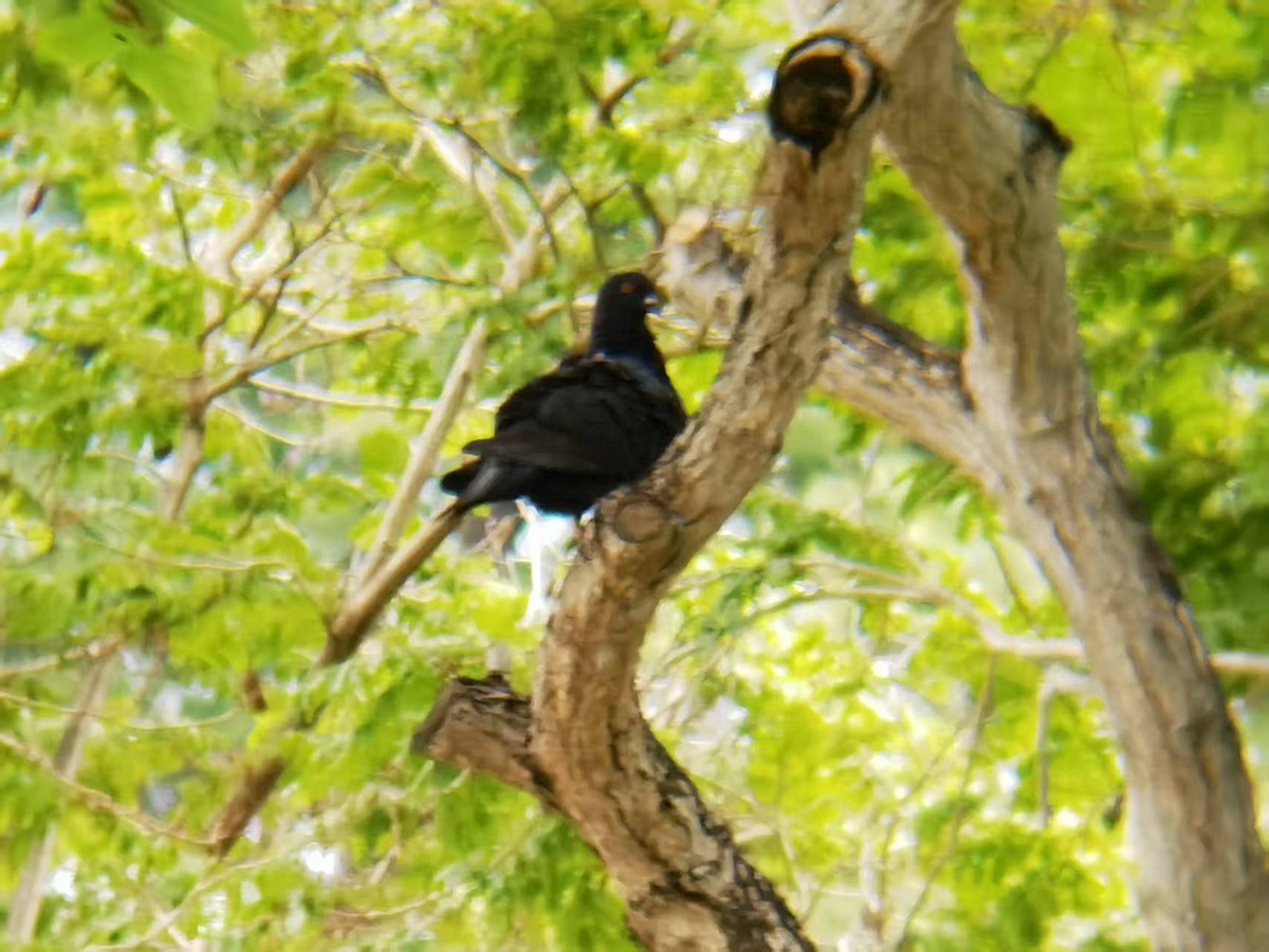 Rock Pigeon (Feral Pigeon) - ML646119249