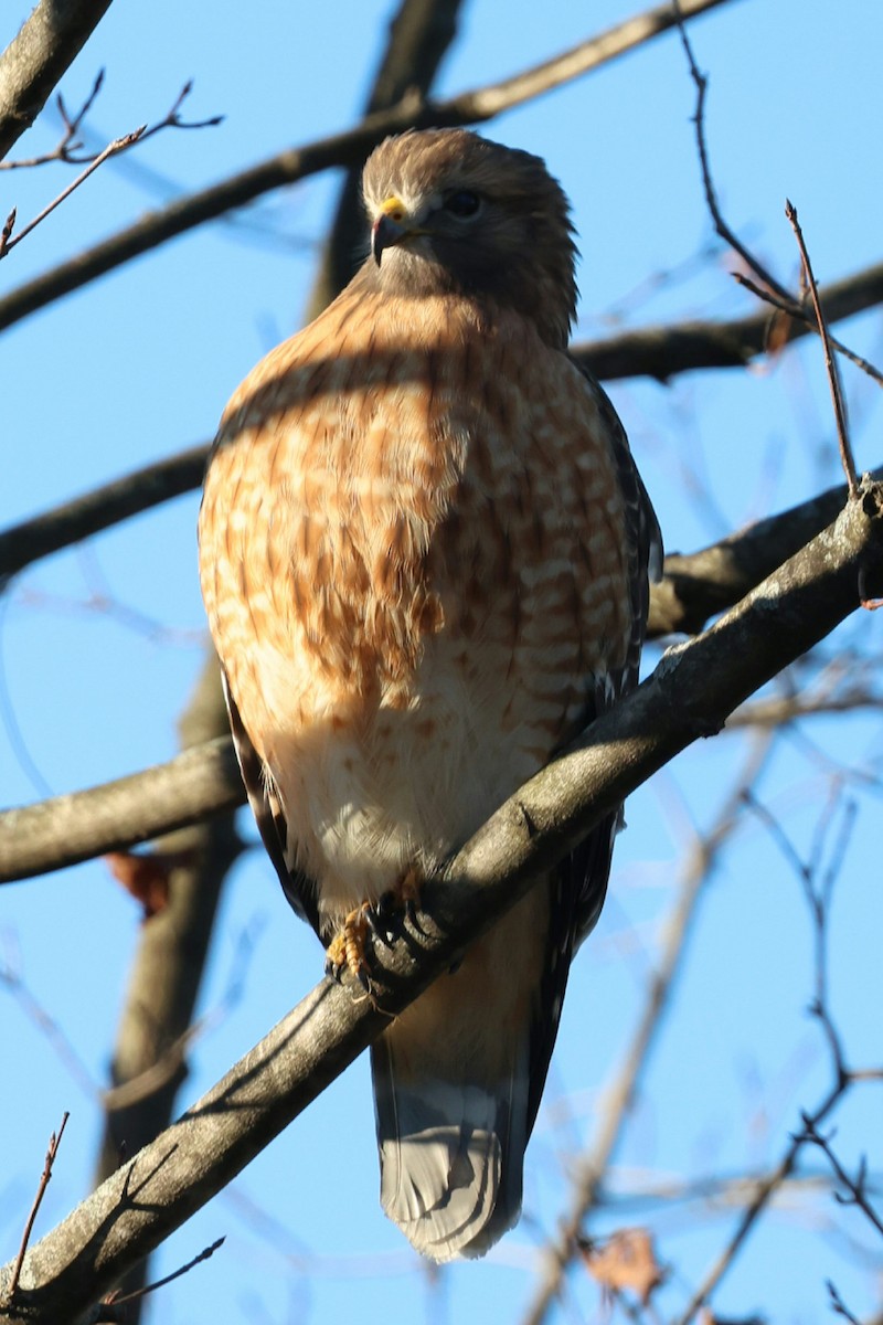 Red-shouldered Hawk - ML646119250