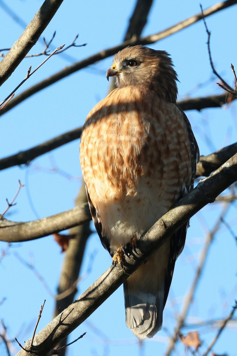Red-shouldered Hawk - ML646119251